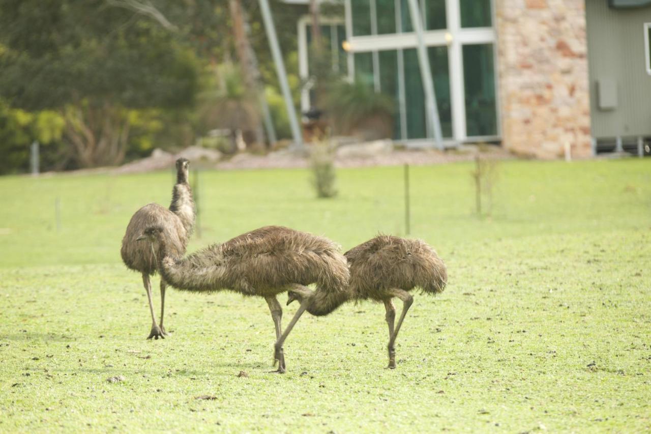 Bushland Halls Gap